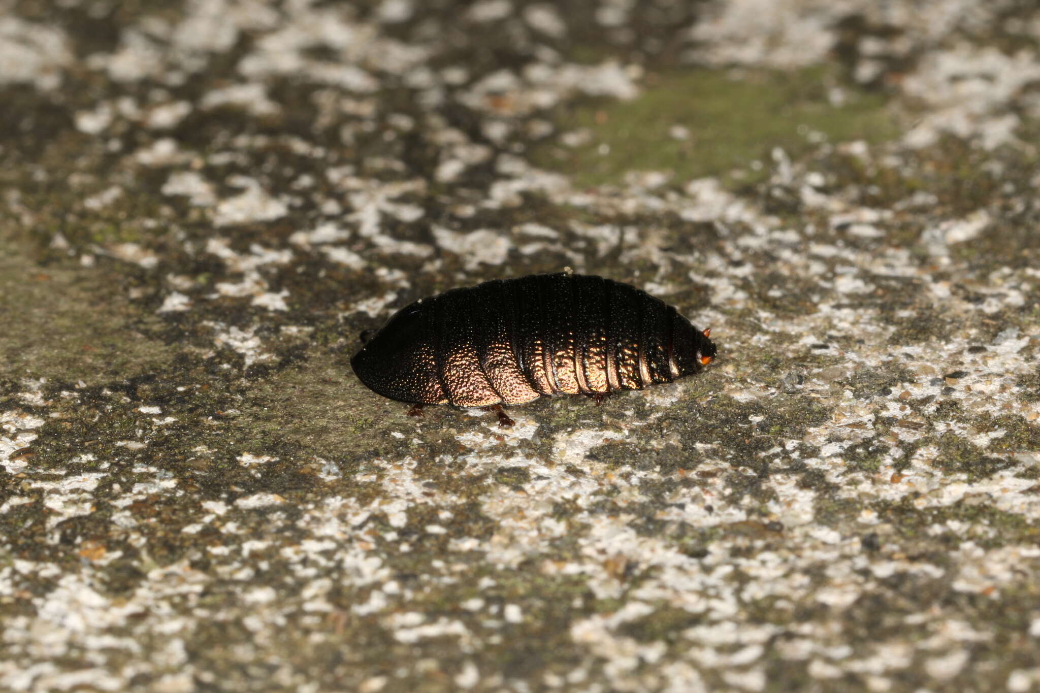 Image of Metallic Emerald Cockroach