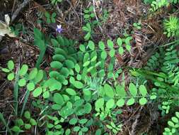 Lathyrus torreyi A. Gray resmi