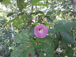 Image of <i>Ipomoea peteri</i>