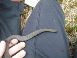 Image of Little Brown Snake