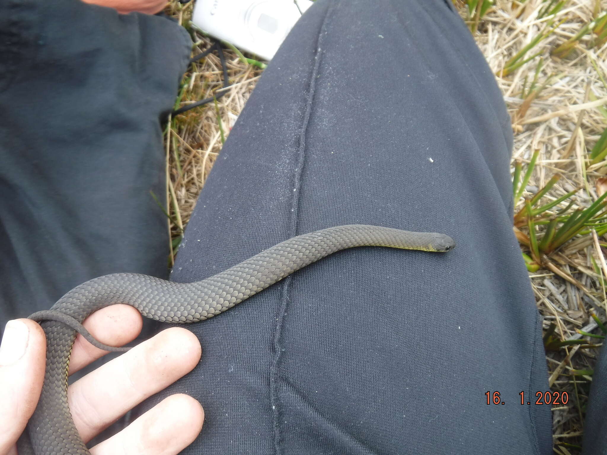 Image of Little Brown Snake