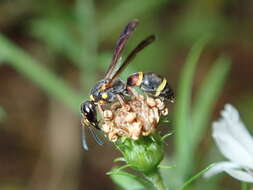 Image of Parancistrocerus histrio (Lepeletier 1841)