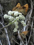 Imagem de Argynnis paphia Linnaeus 1758