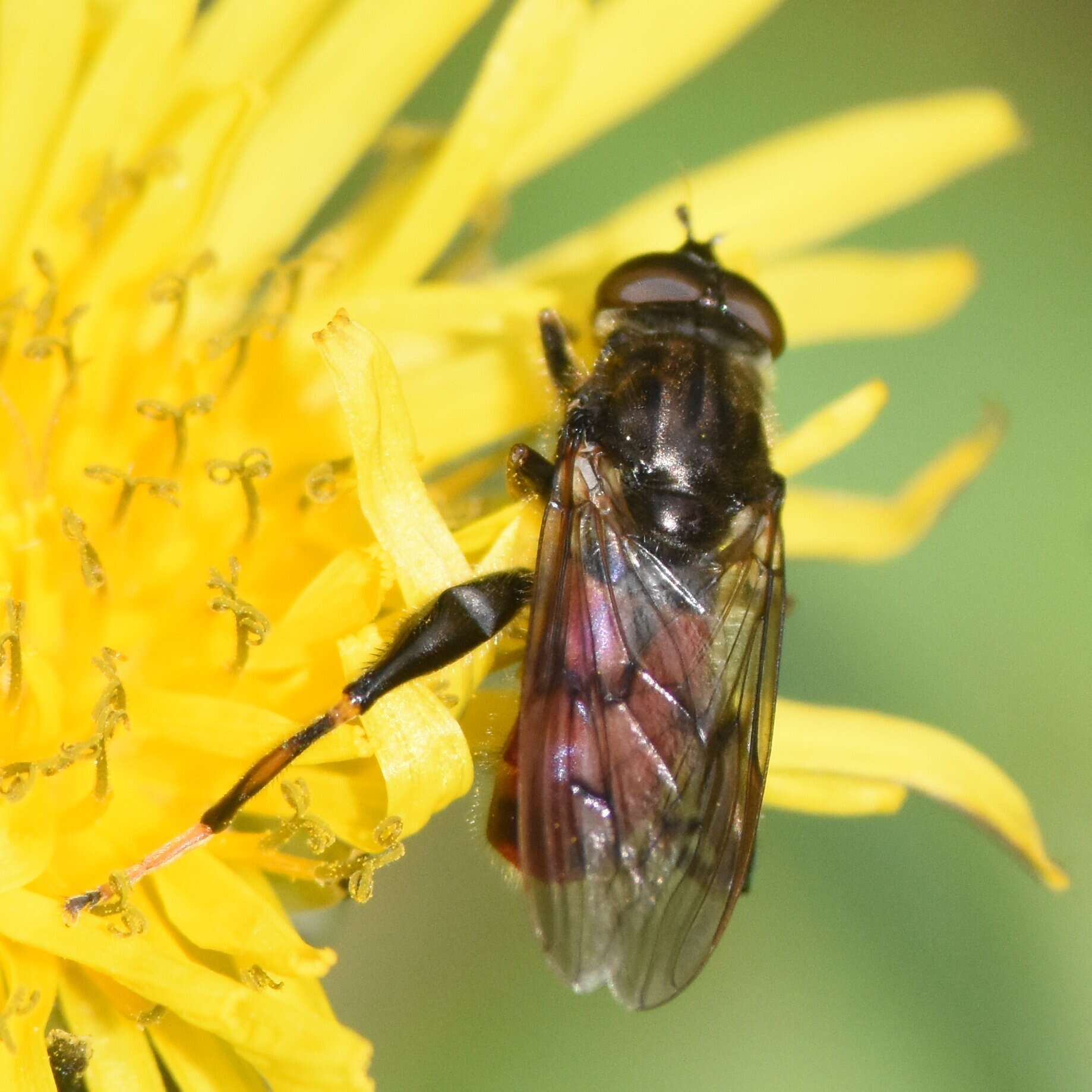 Image of Chalcosyrphus libo (Walker 1849)