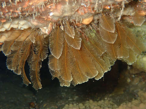 Image of yellow feathers