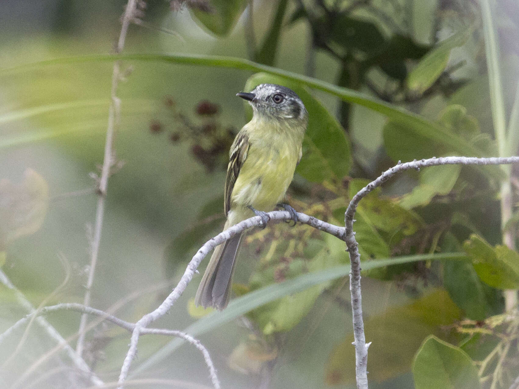 Plancia ëd Leptopogon superciliaris Tschudi 1844