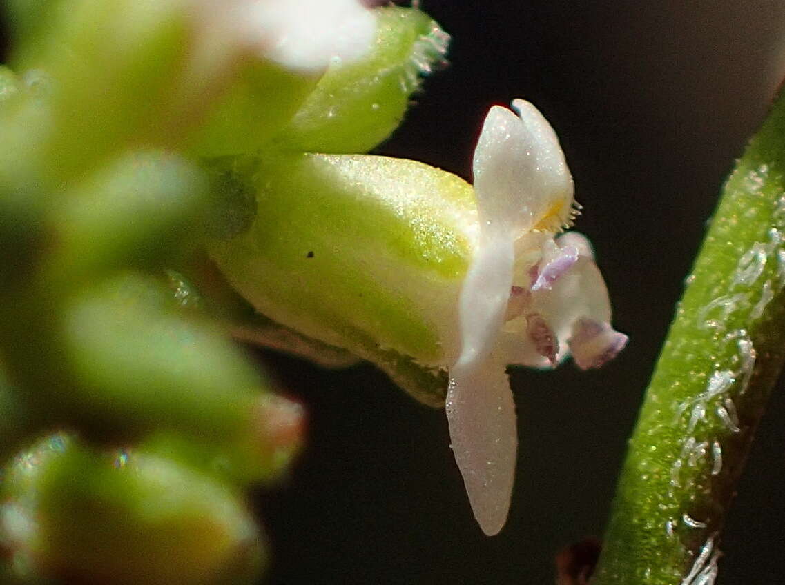 Image of Phyllopodium dolomiticum O. M. Hilliard