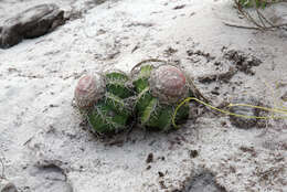 Image of Melocactus violaceus subsp. ritteri N. P. Taylor