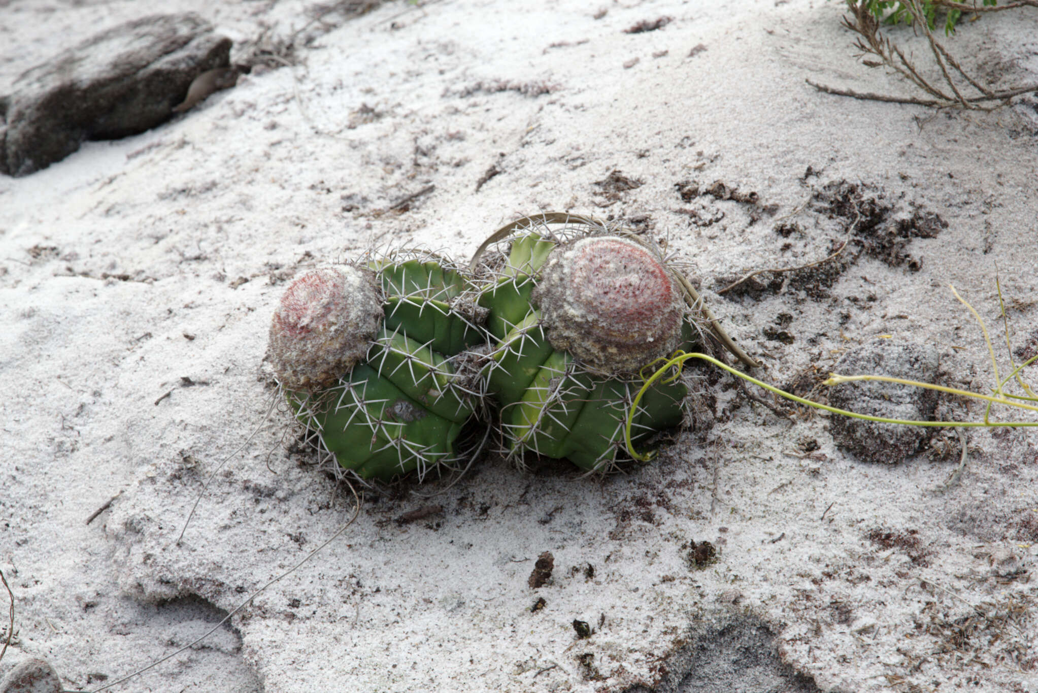 Sivun Melocactus violaceus subsp. ritteri N. P. Taylor kuva