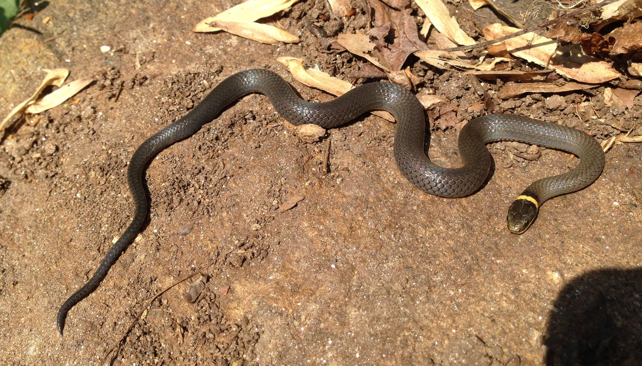 Diadophis punctatus edwardsii (Merrem 1820) resmi