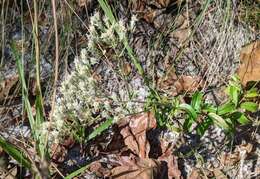 Imagem de Eupatorium petaloideum Britt.