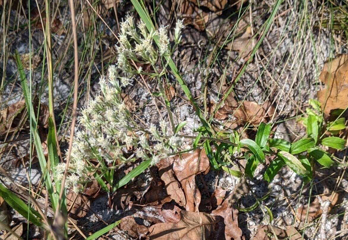 صورة Eupatorium petaloideum Britt.