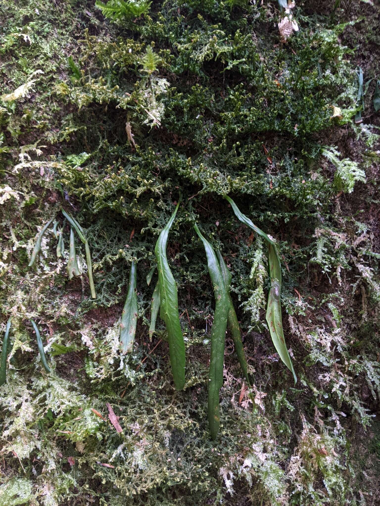 Imagem de Asplenium ensiforme Wall.