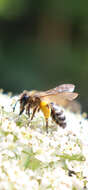 Image of Andrena flavipes Panzer 1799