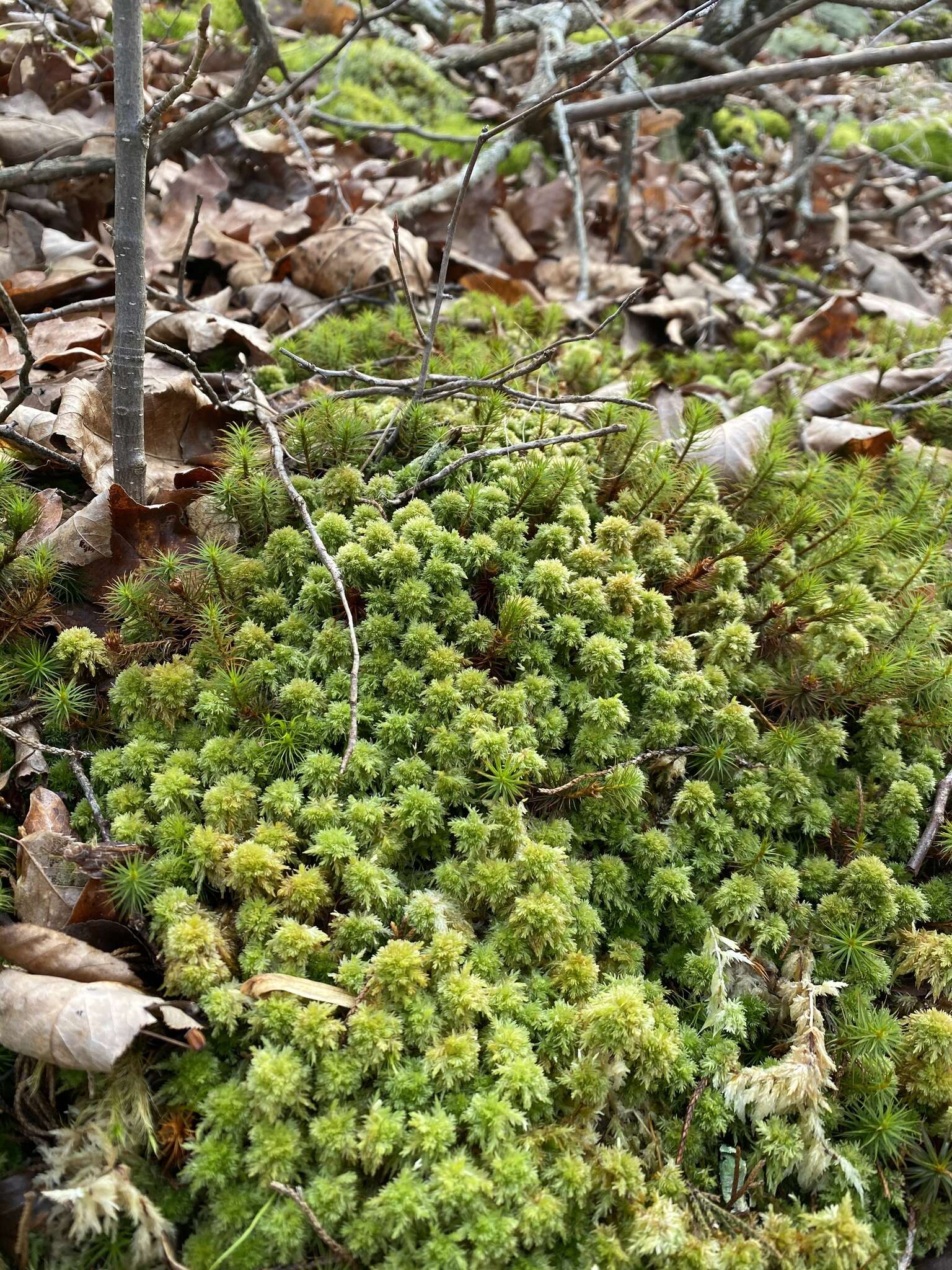 Image of Low sphagnum moss