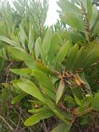 Imagem de Acacia longifolia subsp. sophorae (Labill.) Court