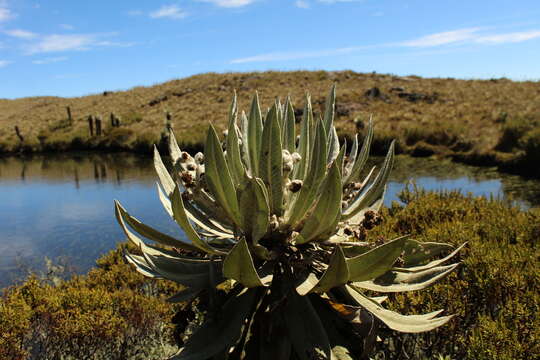 Image of Espeletia brachyaxiantha Diaz-Piedrahita