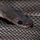 Image of Mocquard's African Ground Snake
