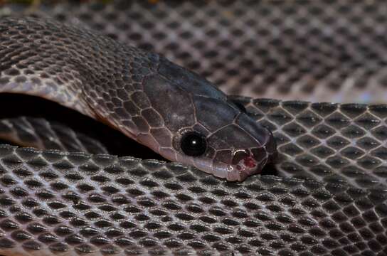 Image of Mocquard's African Ground Snake