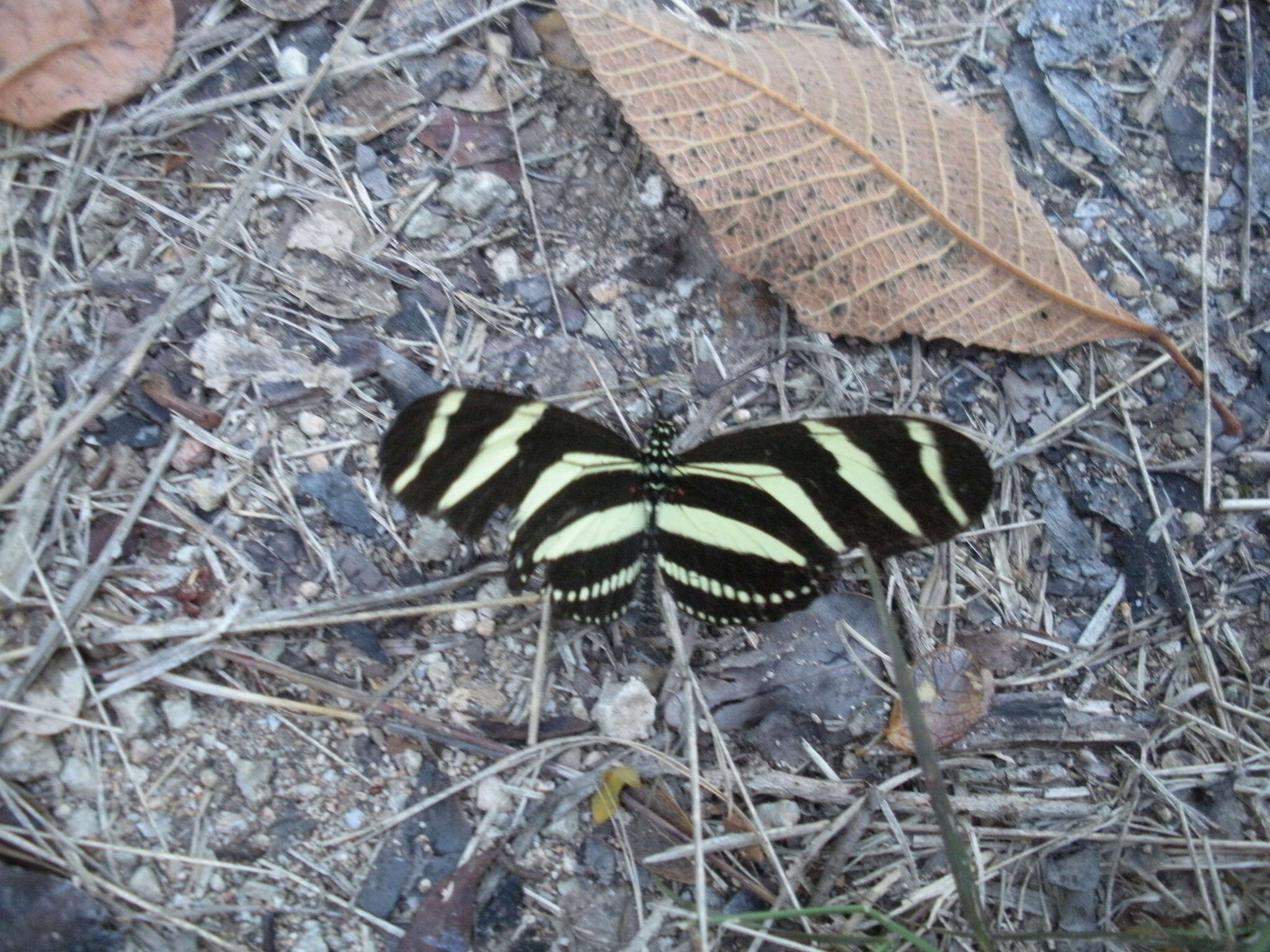 Image of Zebra Longwing