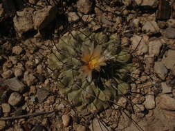 Image of Thelocactus rinconensis subsp. rinconensis