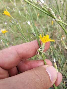 Image of Chondrilla latifolia Bieb.