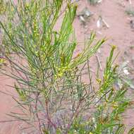 Image of broom wattle