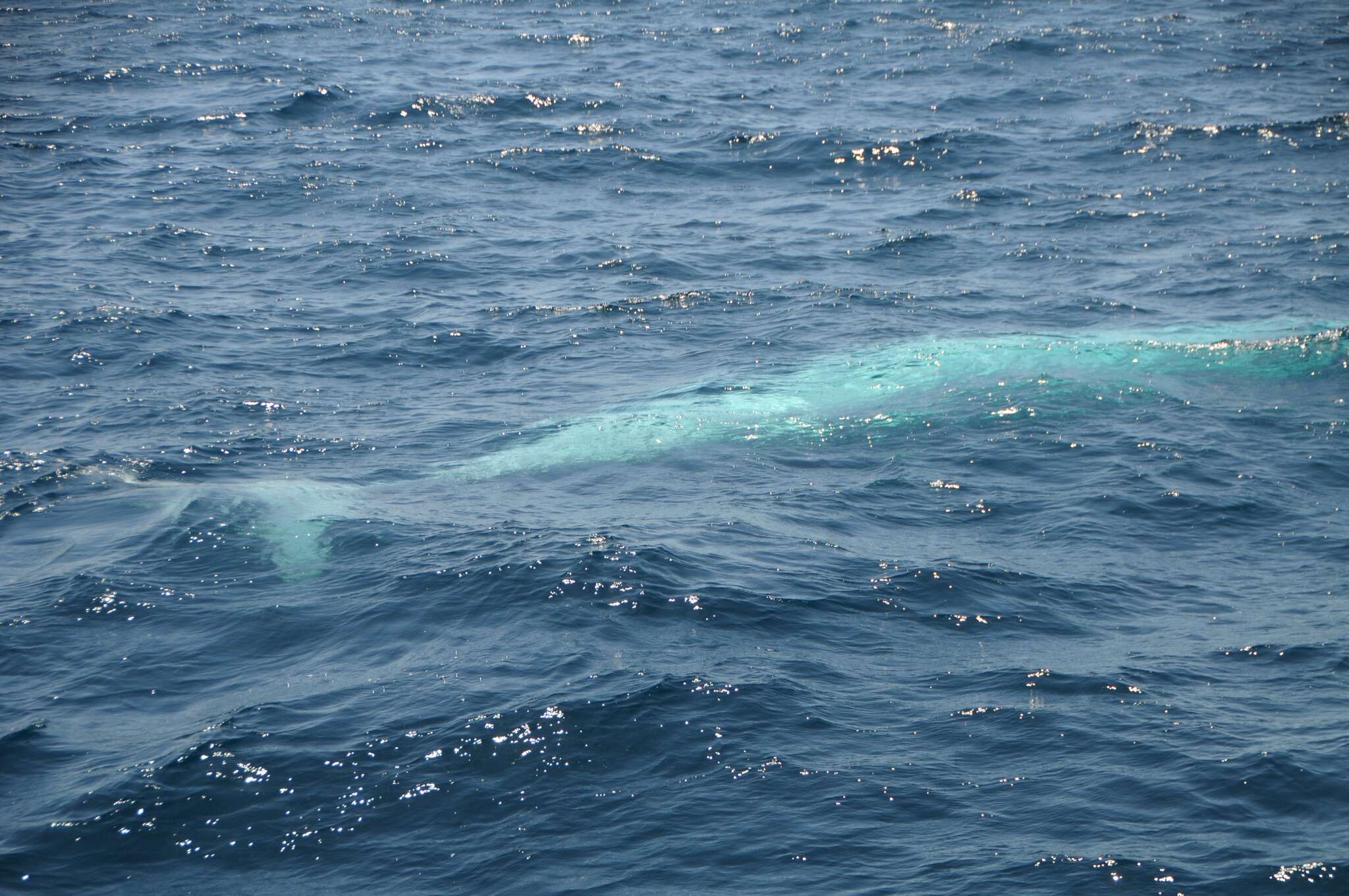 Image of Bryde's Whale