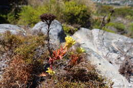 Crassula flava L. resmi