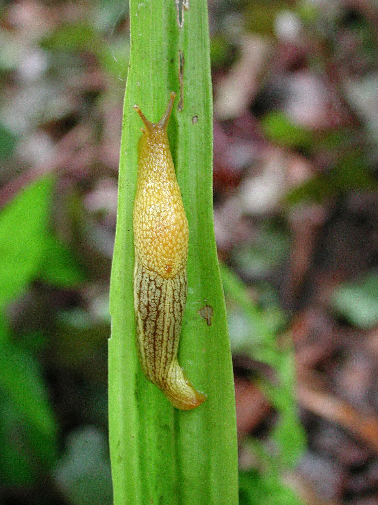 Image of Elisolimax flavescens (Keferstein 1866)