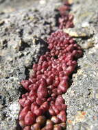 Image of Conophytum albiflorum (Rawe) S. A. Hammer