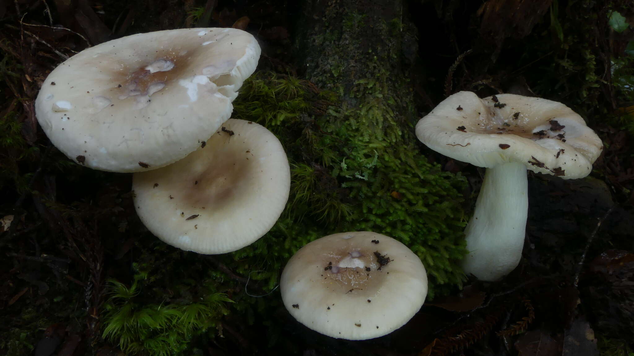 Image of Russula purpureotincta McNabb 1973