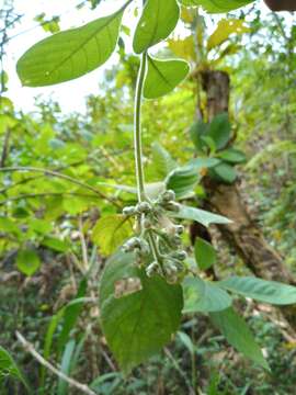 Image of Arachnothryx guerrerensis (Lorence) Borhidi