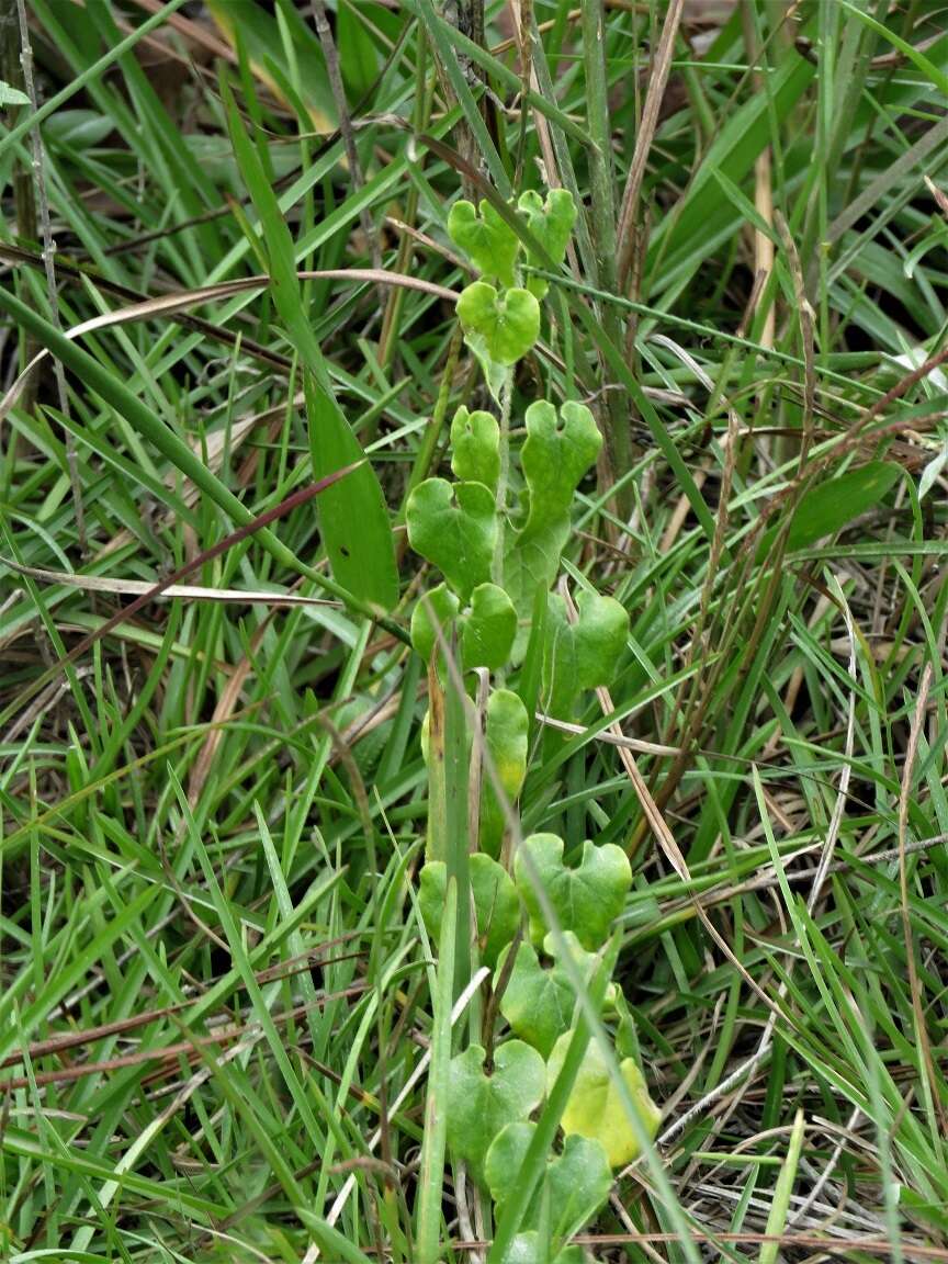 Sivun Matelea pubiflora (Decne.) R. E. Woodson kuva