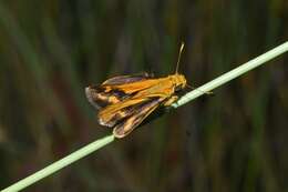 Image of Taractrocera papyria agraulia Hewitson 1868