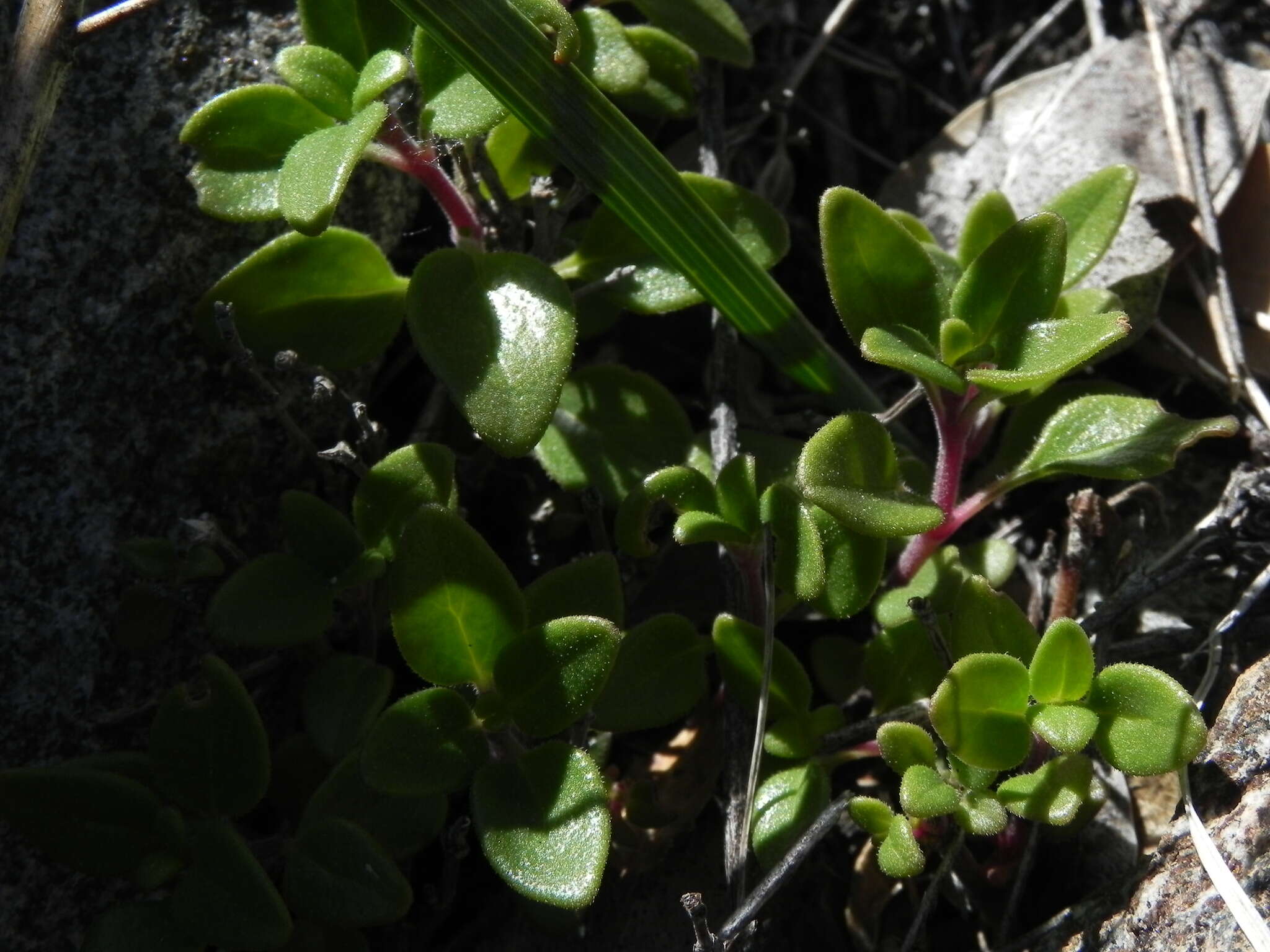 Monardella macrantha A. Gray的圖片