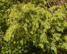 Image of feather tree