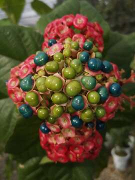 Image of Clerodendrum colebrookianum