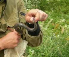 صورة Vipera berus sachalinensis Zarevsky 1917