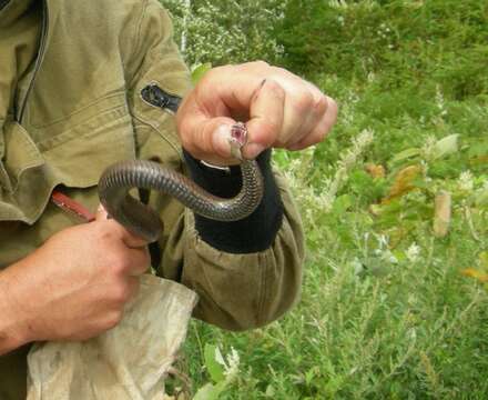 Image of Vipera berus sachalinensis Zarevsky 1917