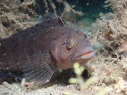 Image of Masquerader hairy blenny