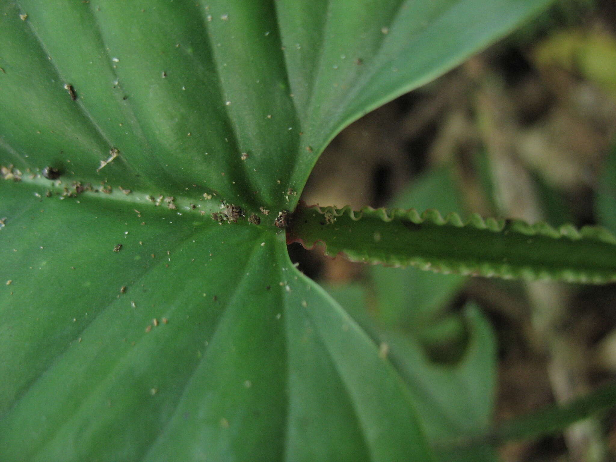 Philodendron ernestii Engl.的圖片