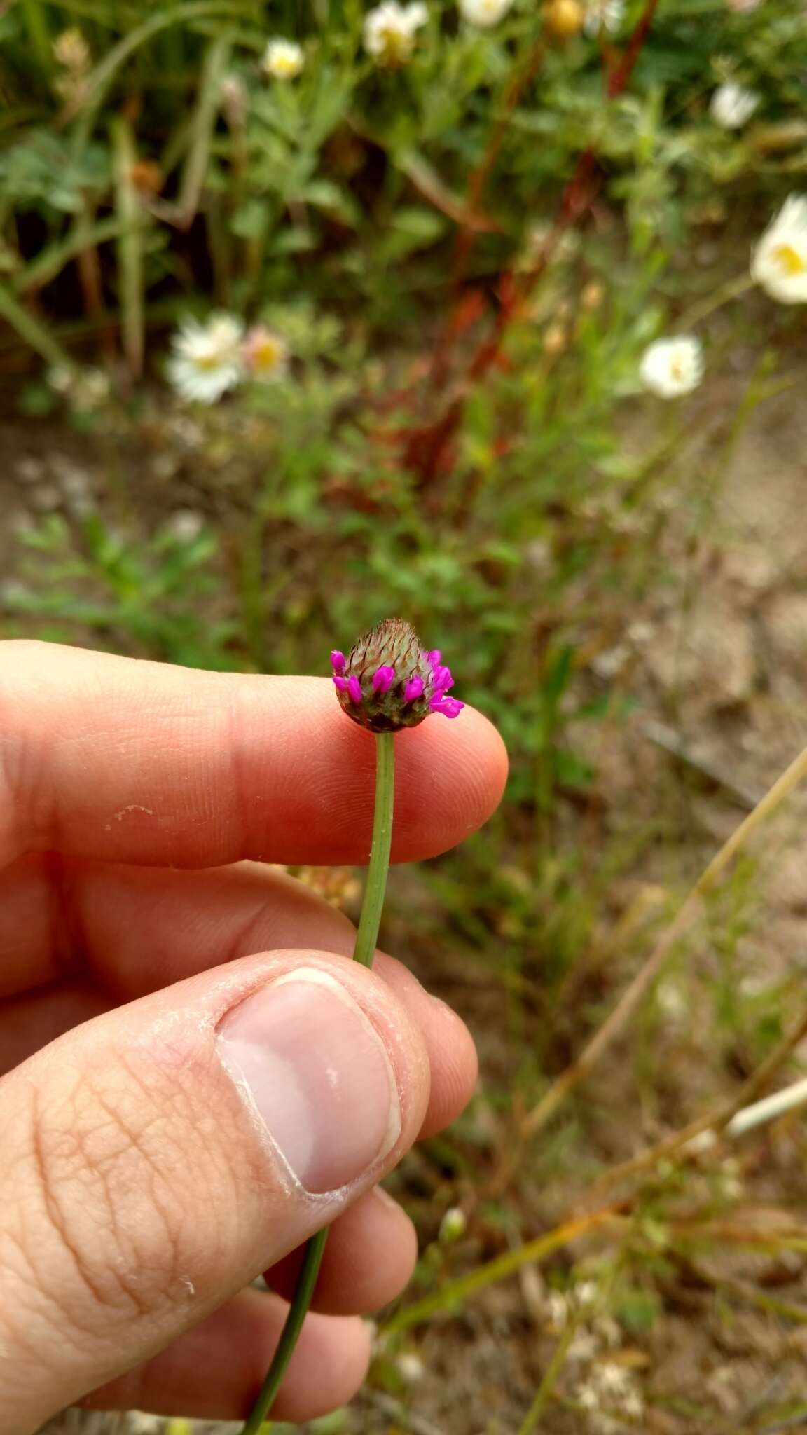 Sivun Dalea emarginata (Torr. & A. Gray) Shinners kuva