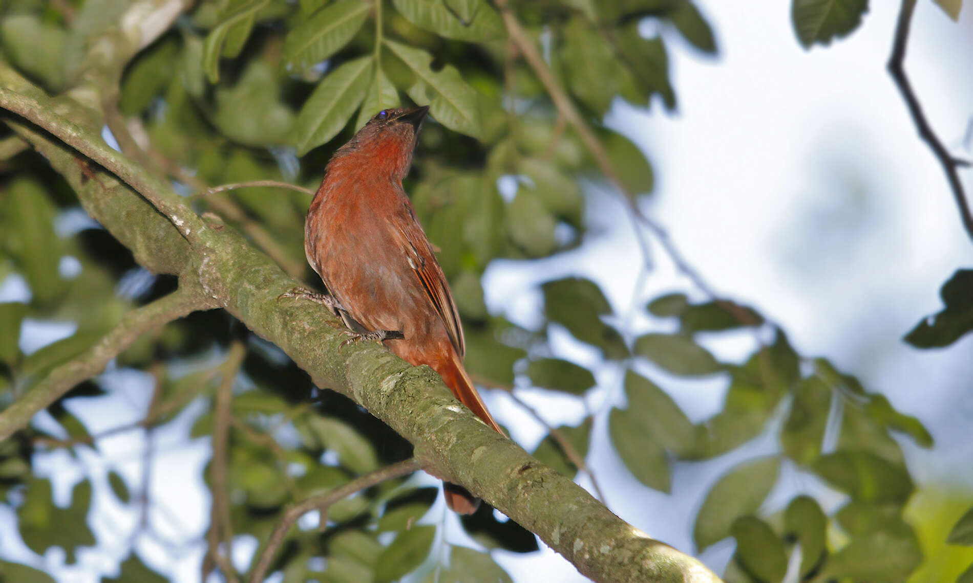 Image of Red-crowned Ant Tanager