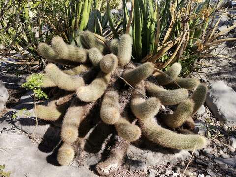 Image de Echinocereus freudenbergii G. Frank