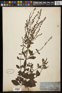 Image of <i>Salvia plebeia</i> R. Br.