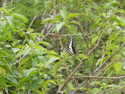 Graphium porthaon (Hewitson 1865)的圖片