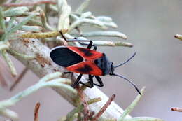 Image de Melanopleurus fuscosus Brailovsky & H. 1977