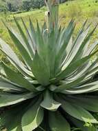 Image of Agave inaequidens K. Koch