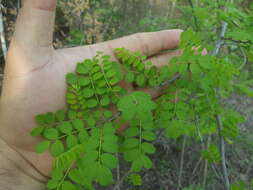 Plancia ëd Diphysa occidentalis Rose